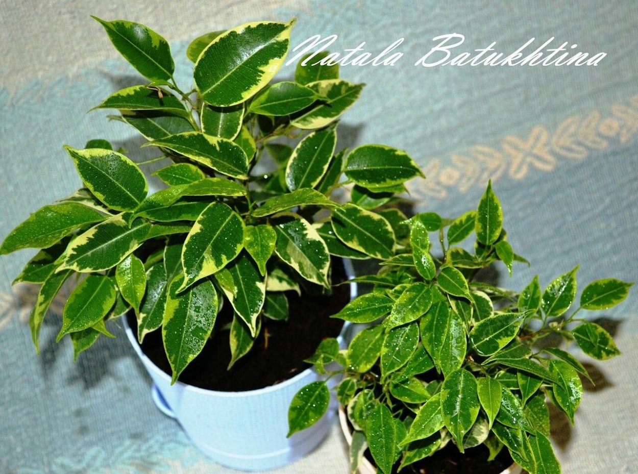 Фикус варьете