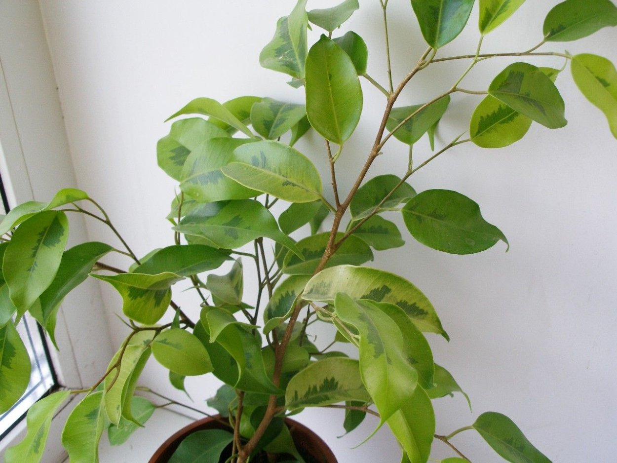 Фикус benjamina Anastasia