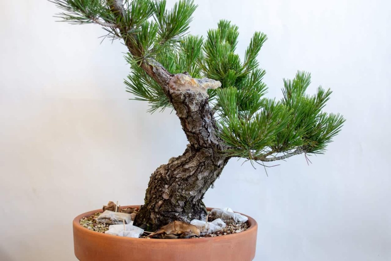 Бонсай, Горная сосна