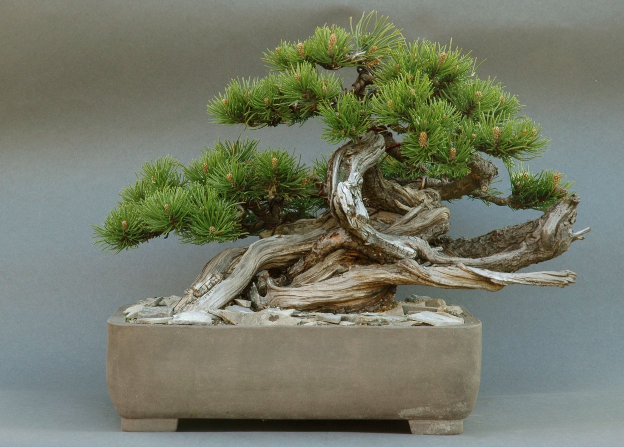 Сосна Бунге бонсай