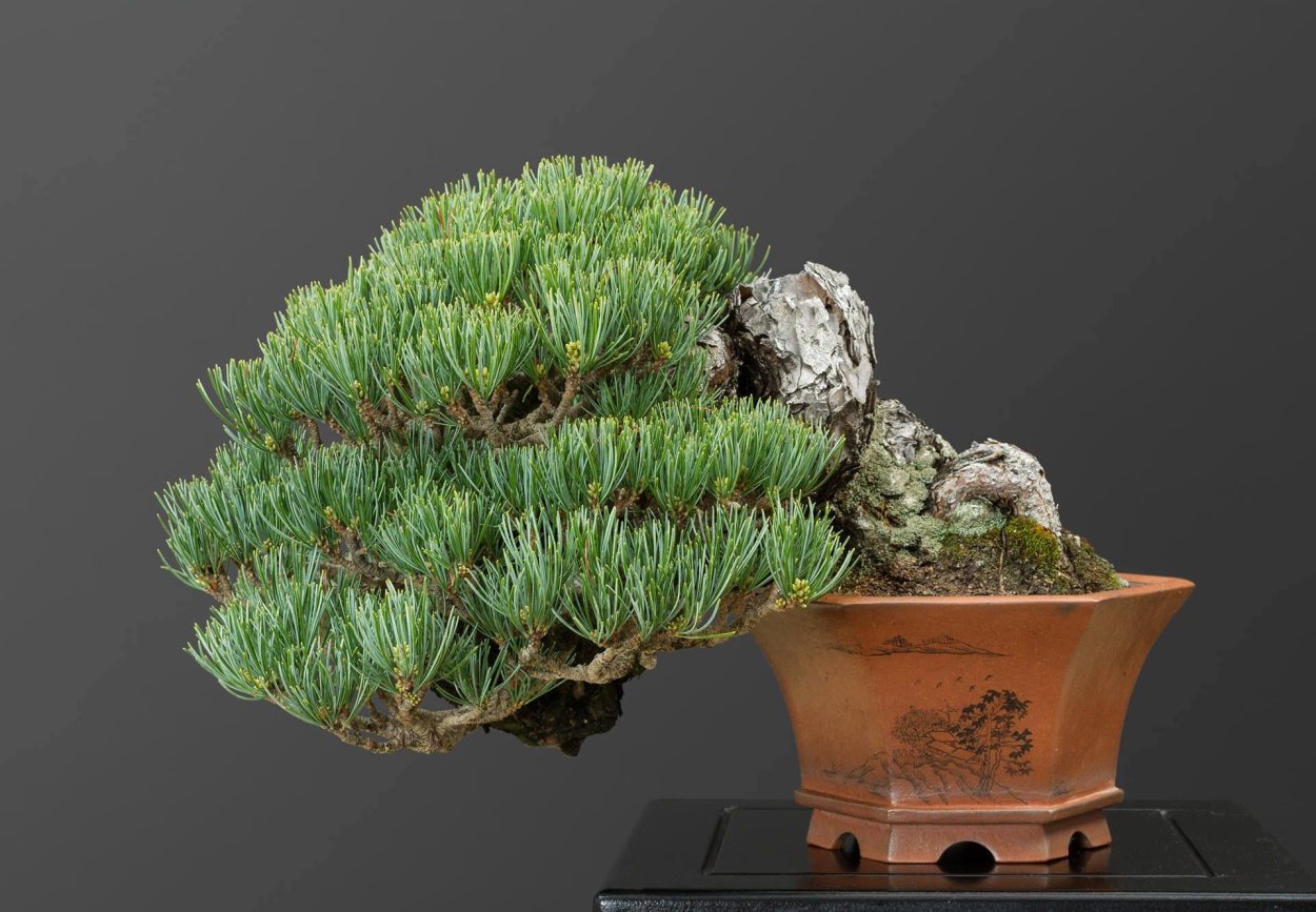 Сосна Горная Мугус бонсай