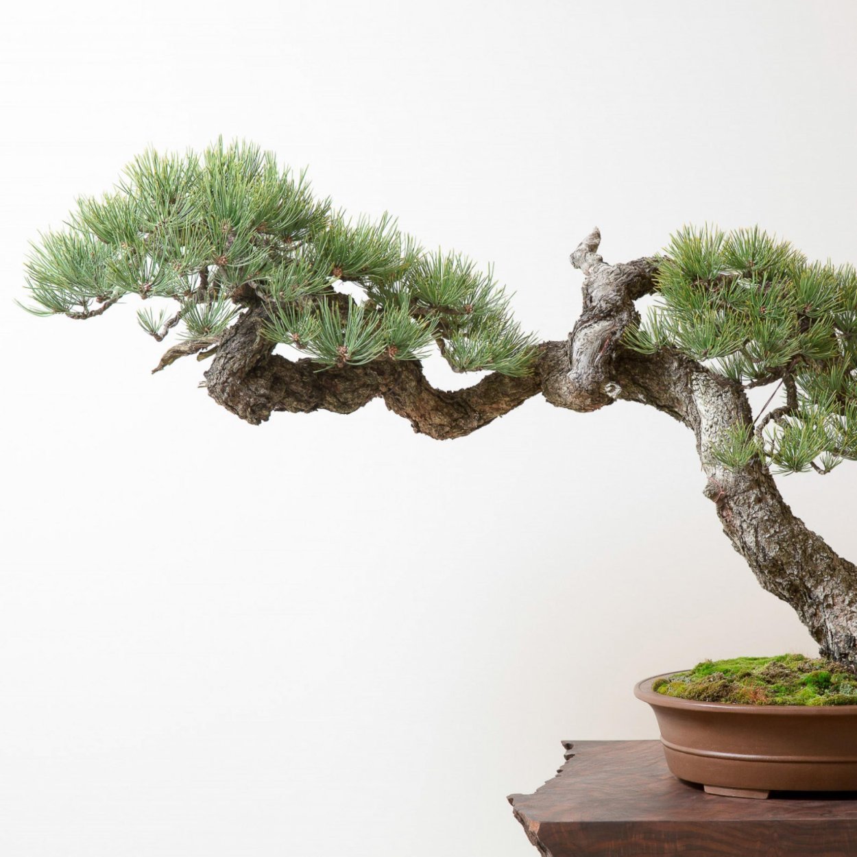 Бонсай хвойный