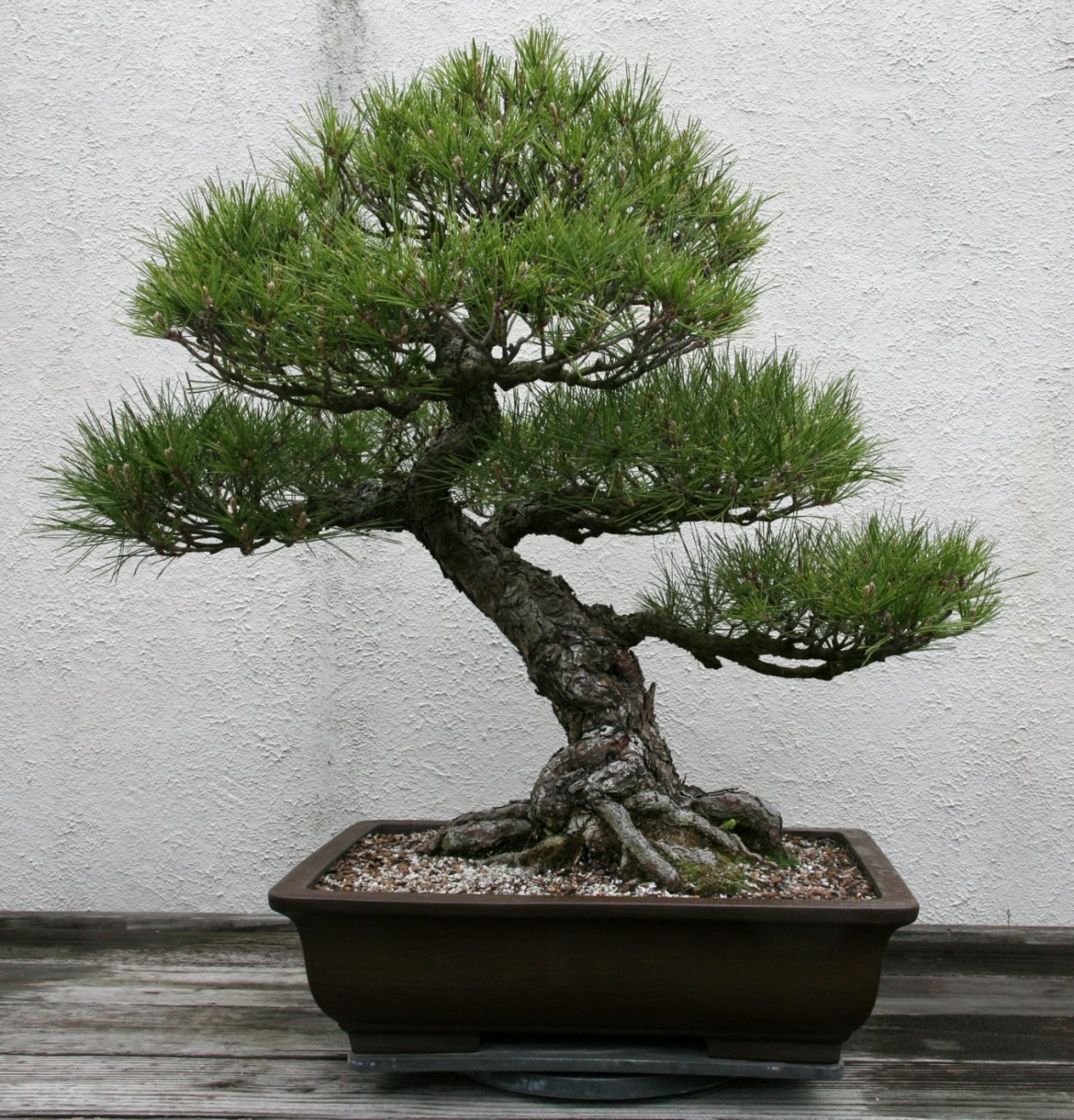 Pinus Sylvestris Bonsai