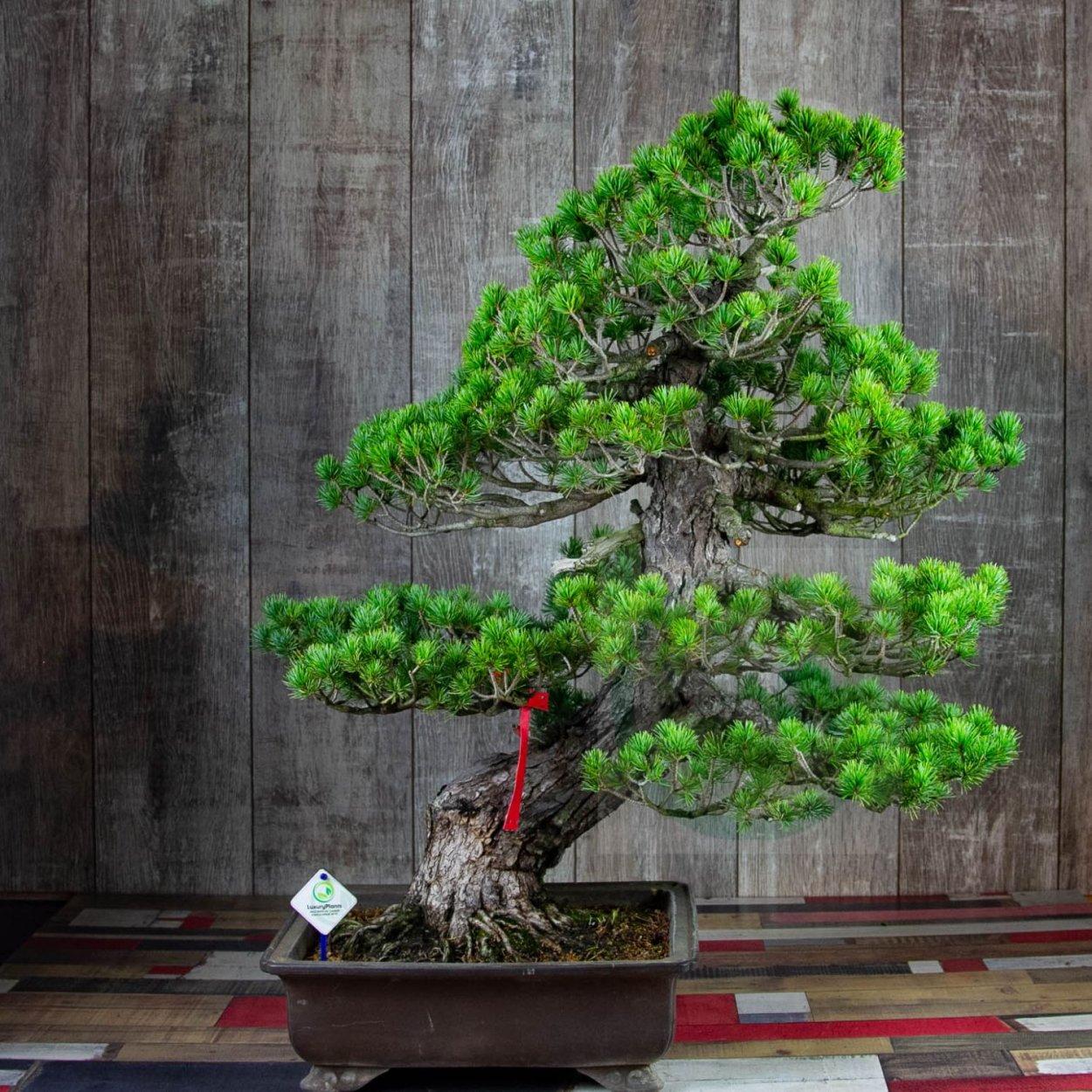 Сосна Роксбурга бонсай