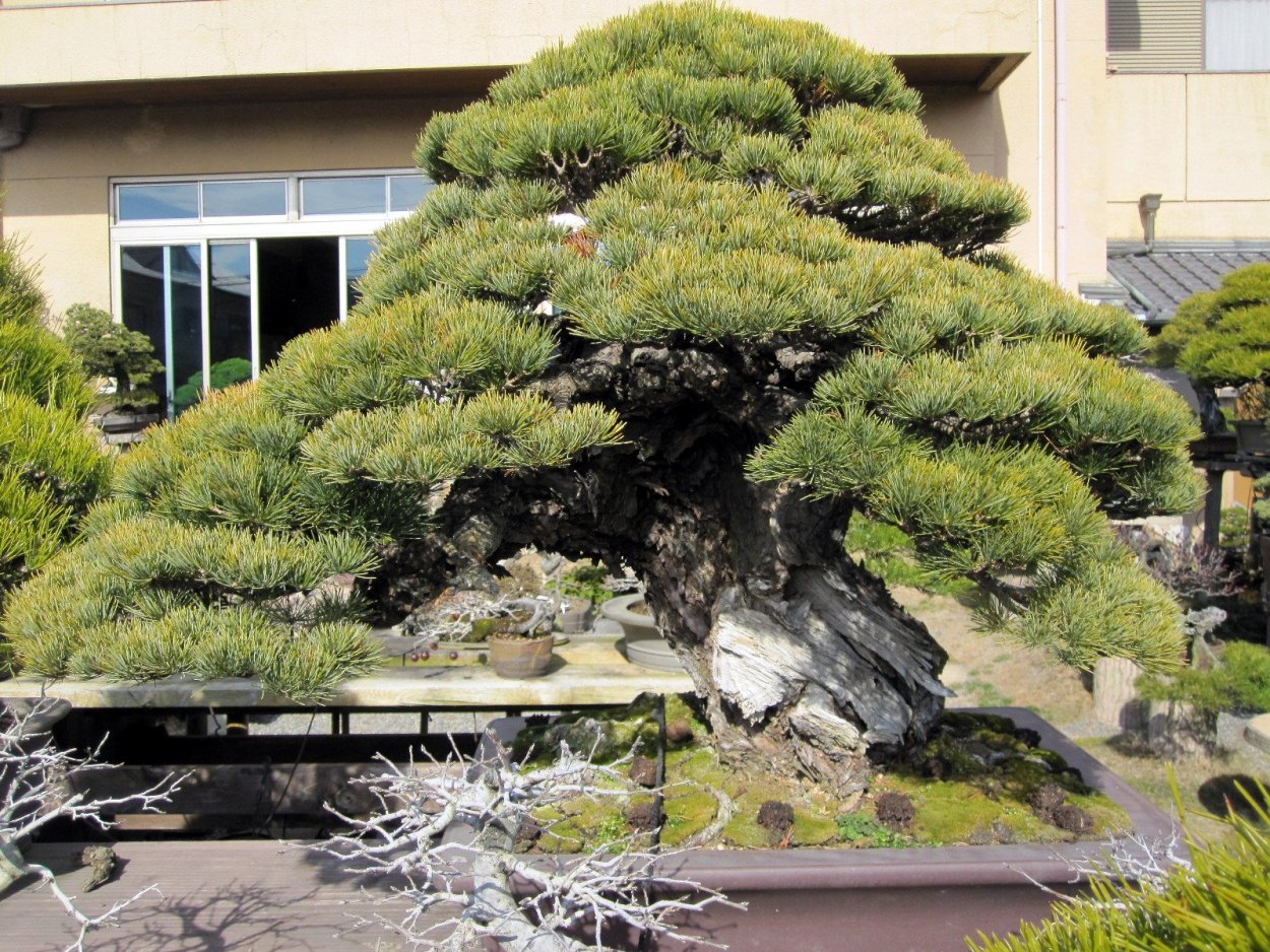 Бонсай японская белая сосна