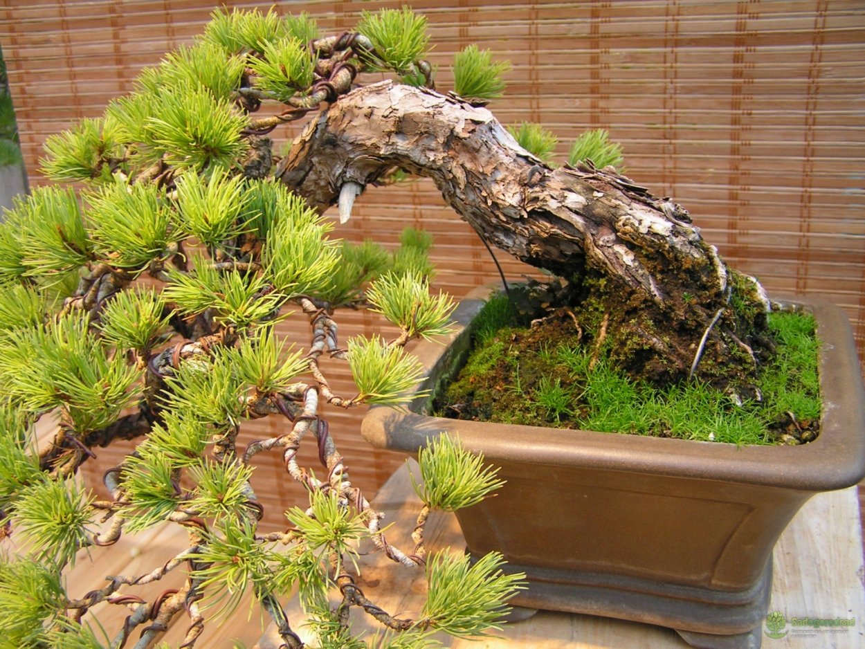 Сосна гималайская бонсай