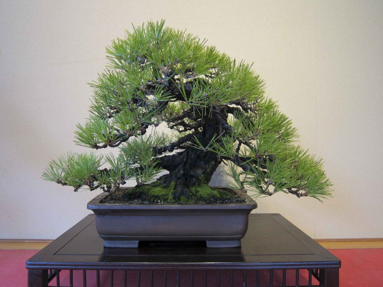 Дерево Pine Bonsai