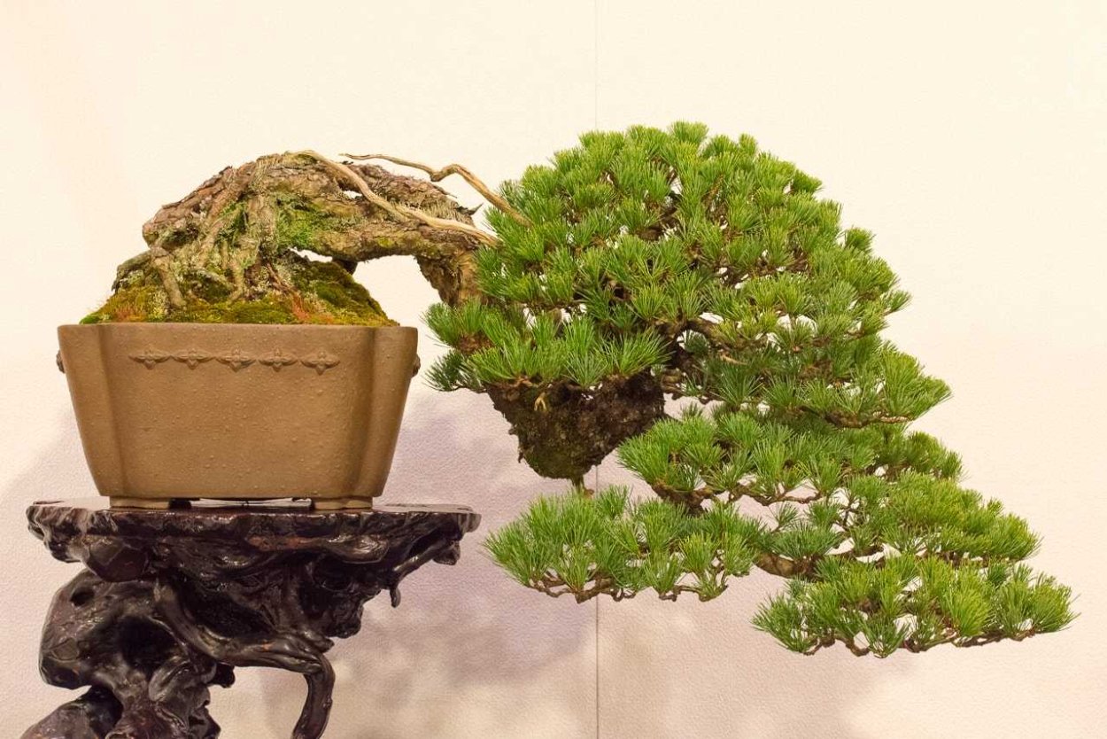 Бонсай полукаскадный стиль