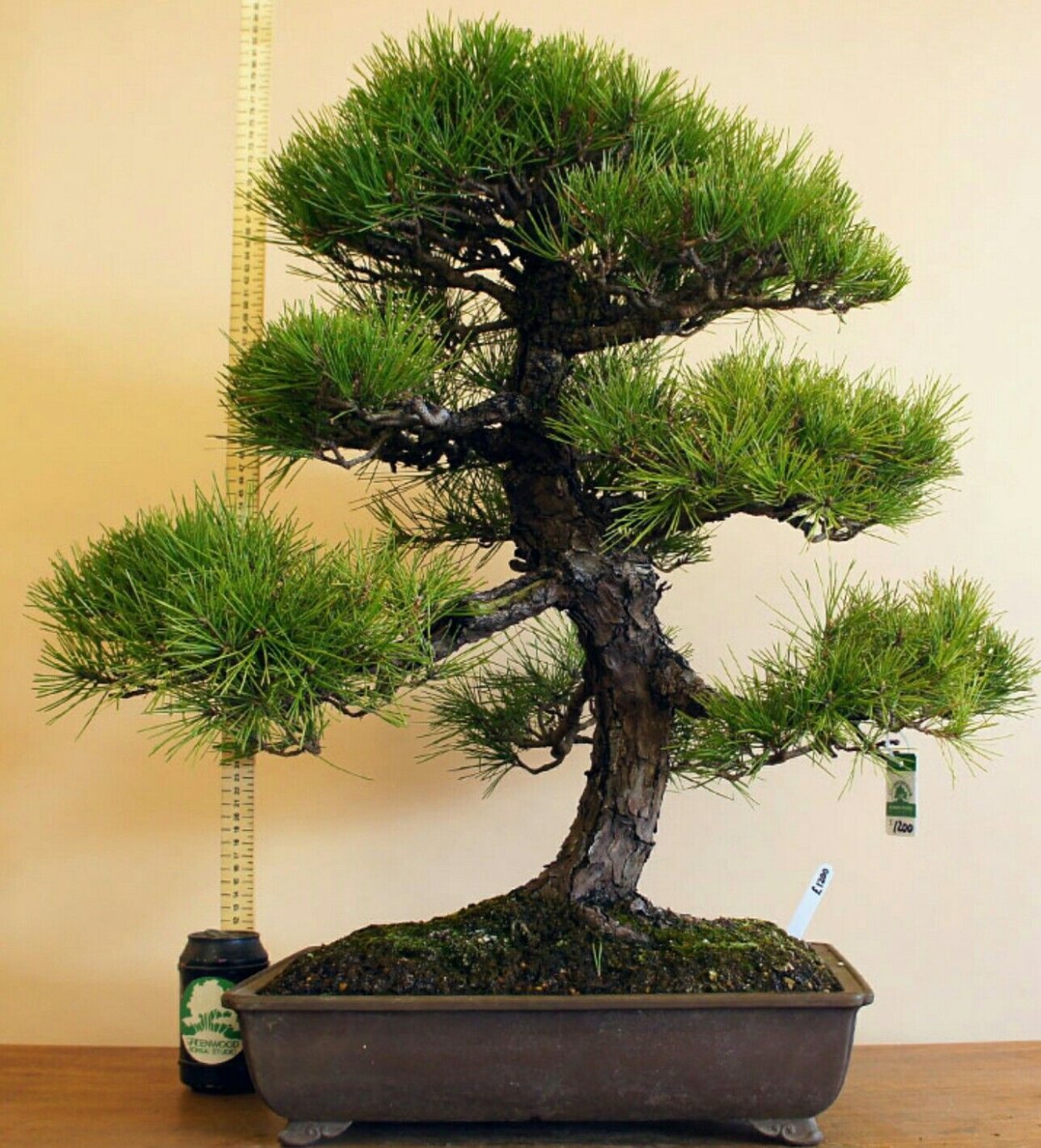Сосна Пиния бонсай