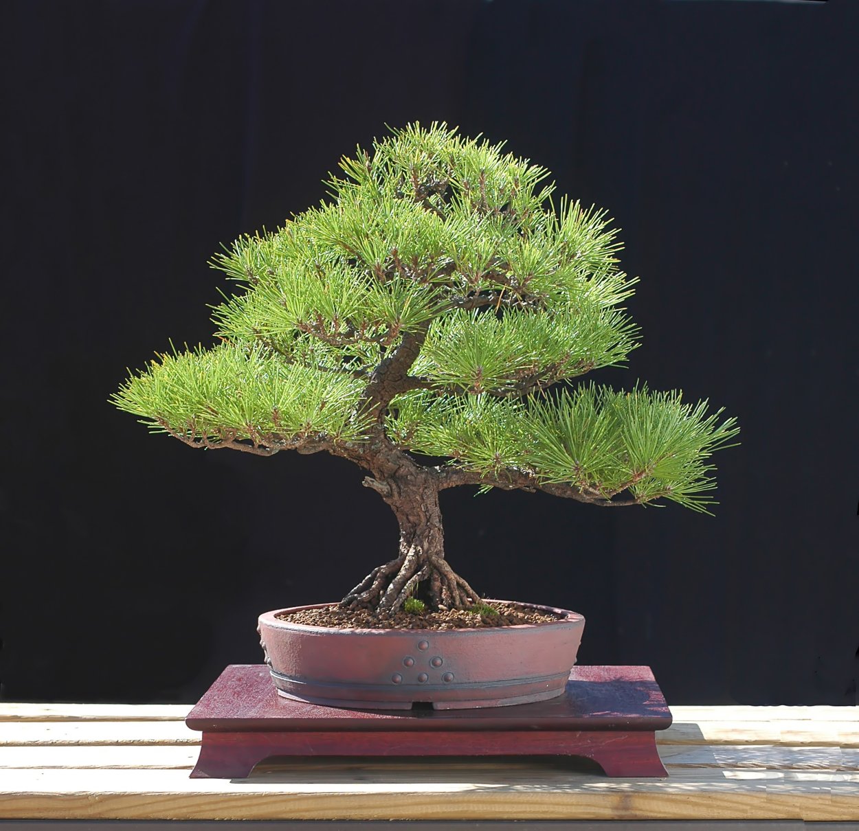 Pinus banksiana Bonsai