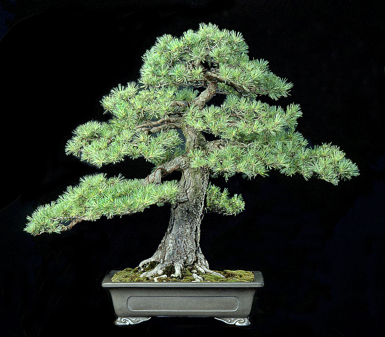 Бонсай сосна Лоусона