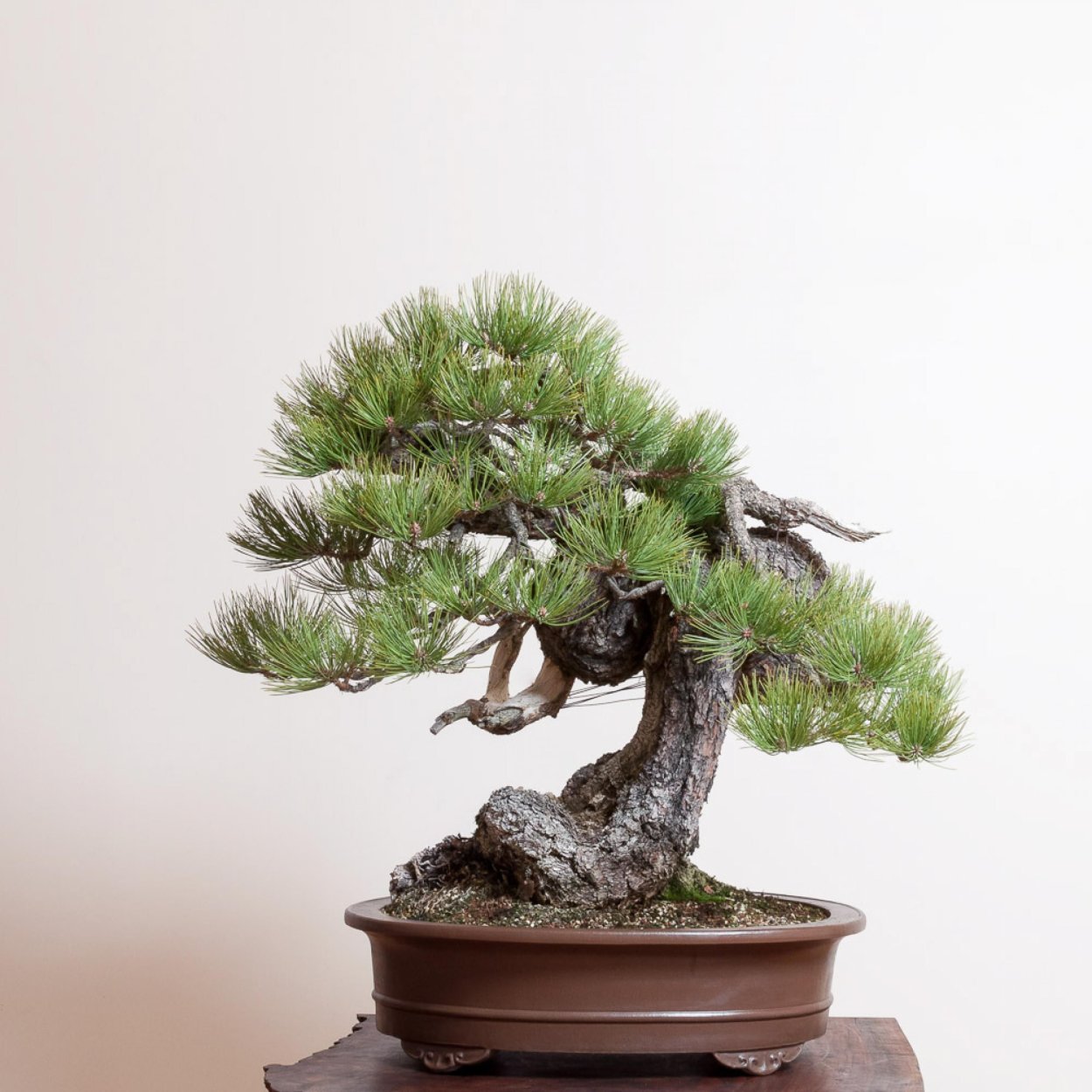 Сосна Веймутова бонсай