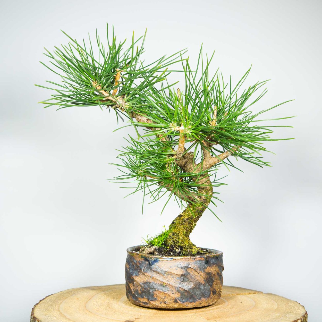 Сосна обыкновенная ниваки