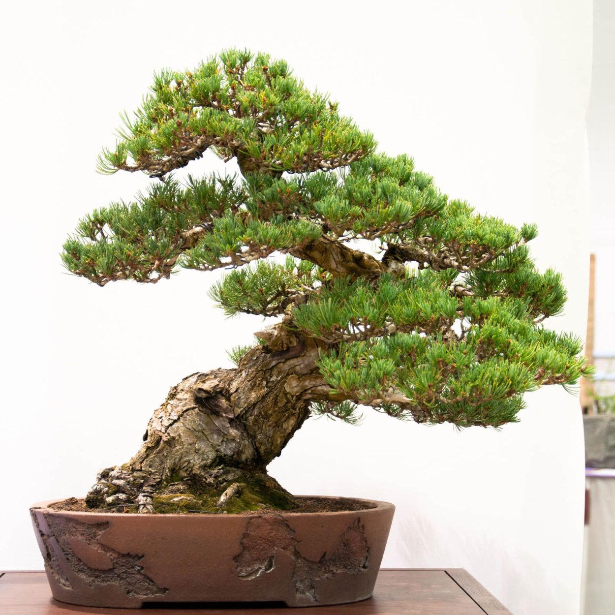 Дерево Pine Bonsai