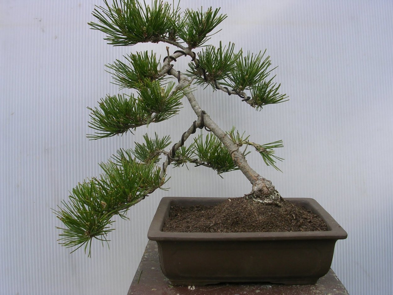 Пицундская сосна бонсай