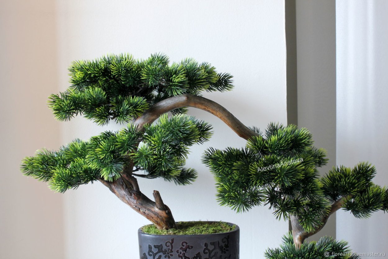 Сосна Веймутова ниваки