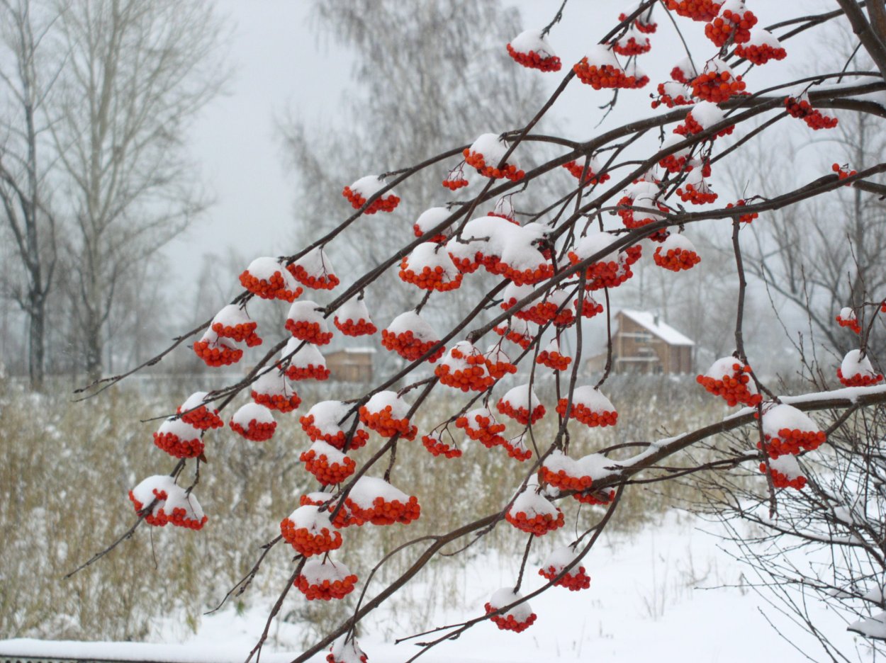 Куст рябины зимой