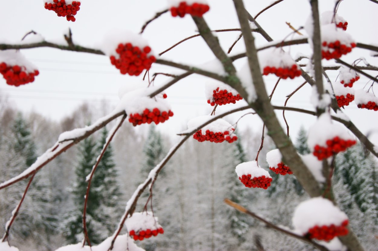 Дерево рябины под снегом