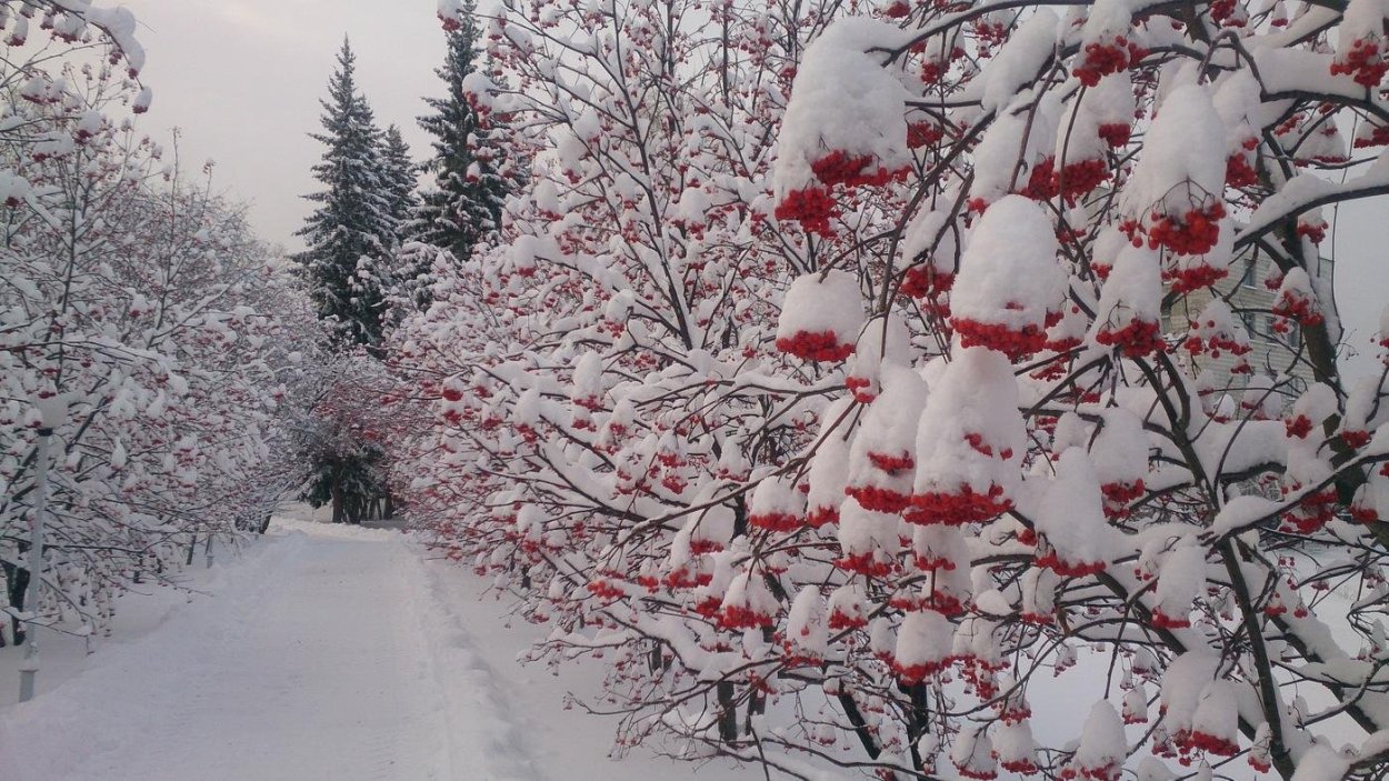 Зимняя рябина