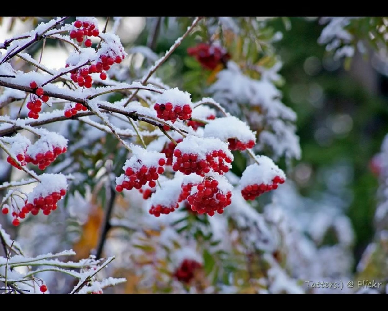 Дерево рябины под снегом