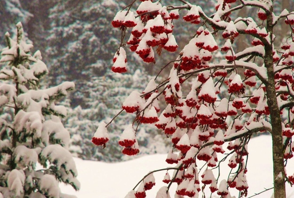 Рябина в зимнем лесу