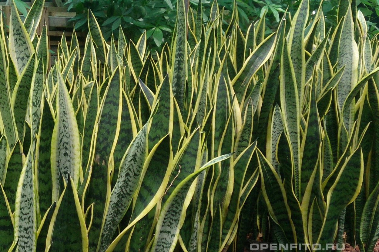Sansevieria trifasciata