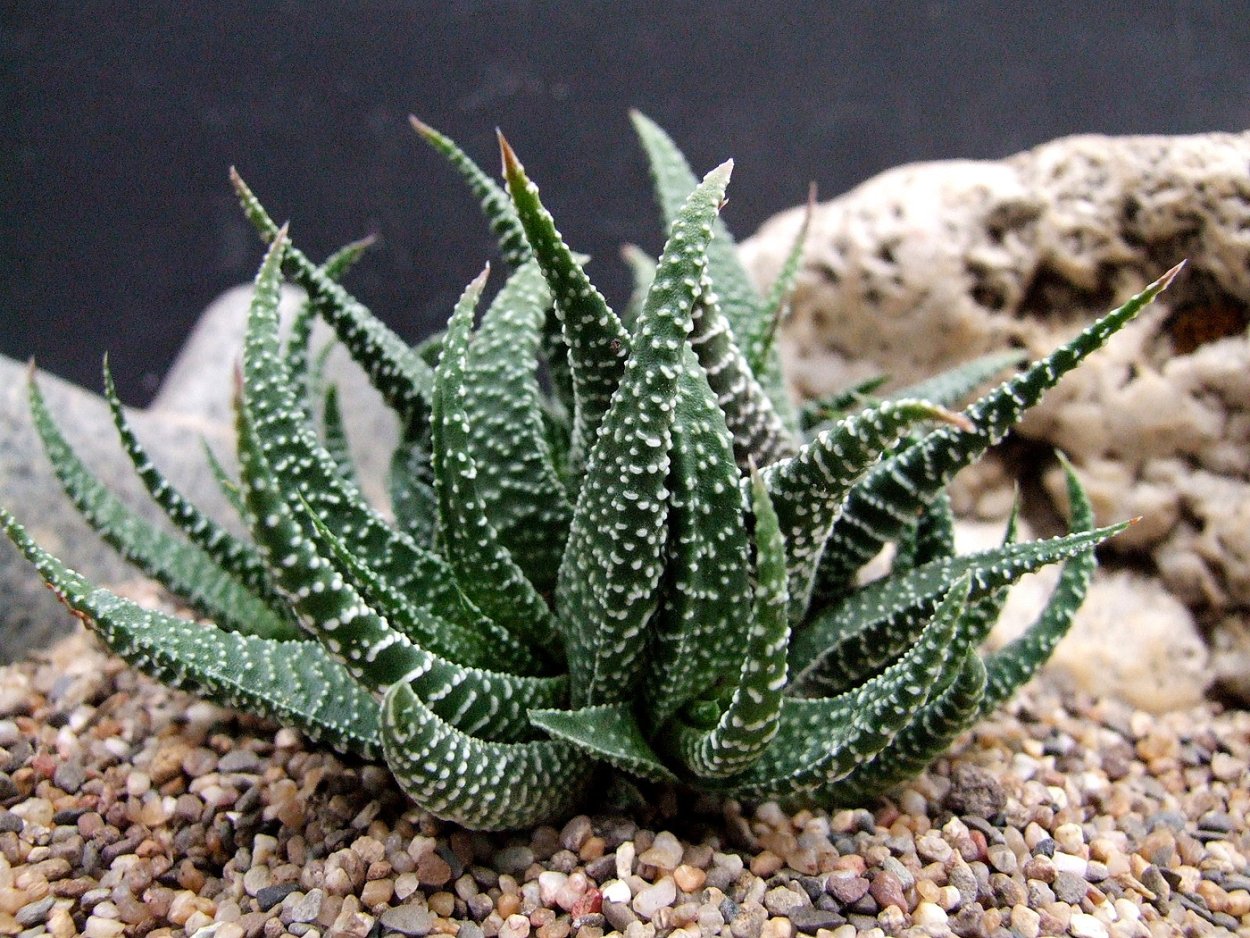 Сансевиерия Масониана Виктория