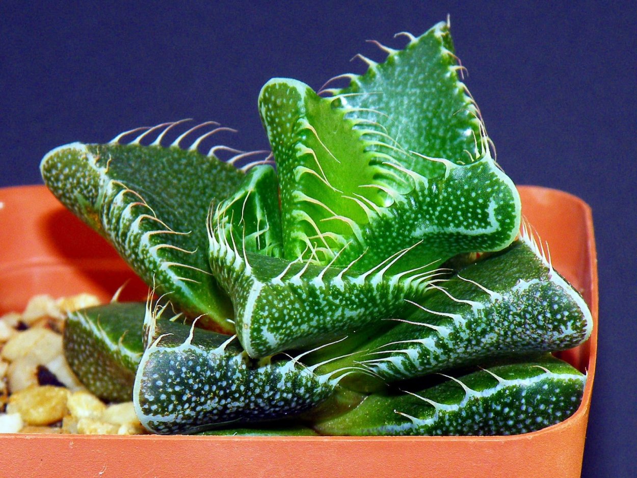 Ламборджини Centenario Roadster