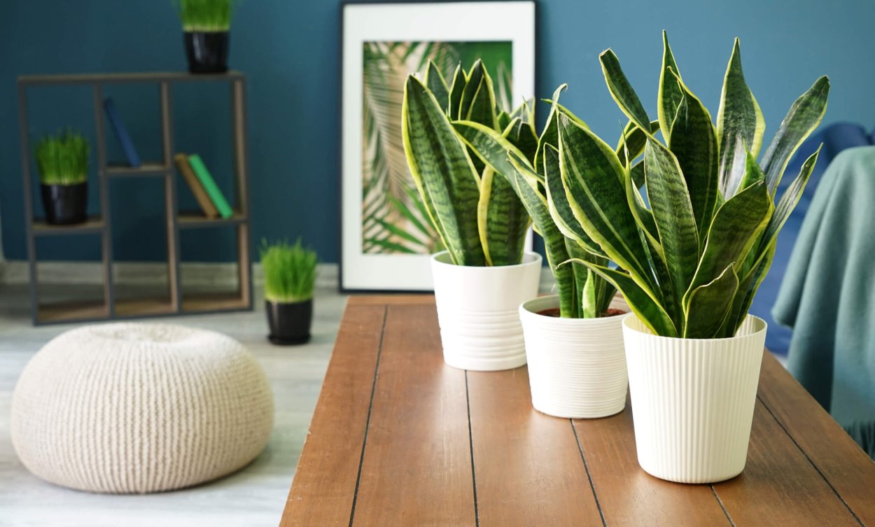 Сансевиерия Масониана Виктория