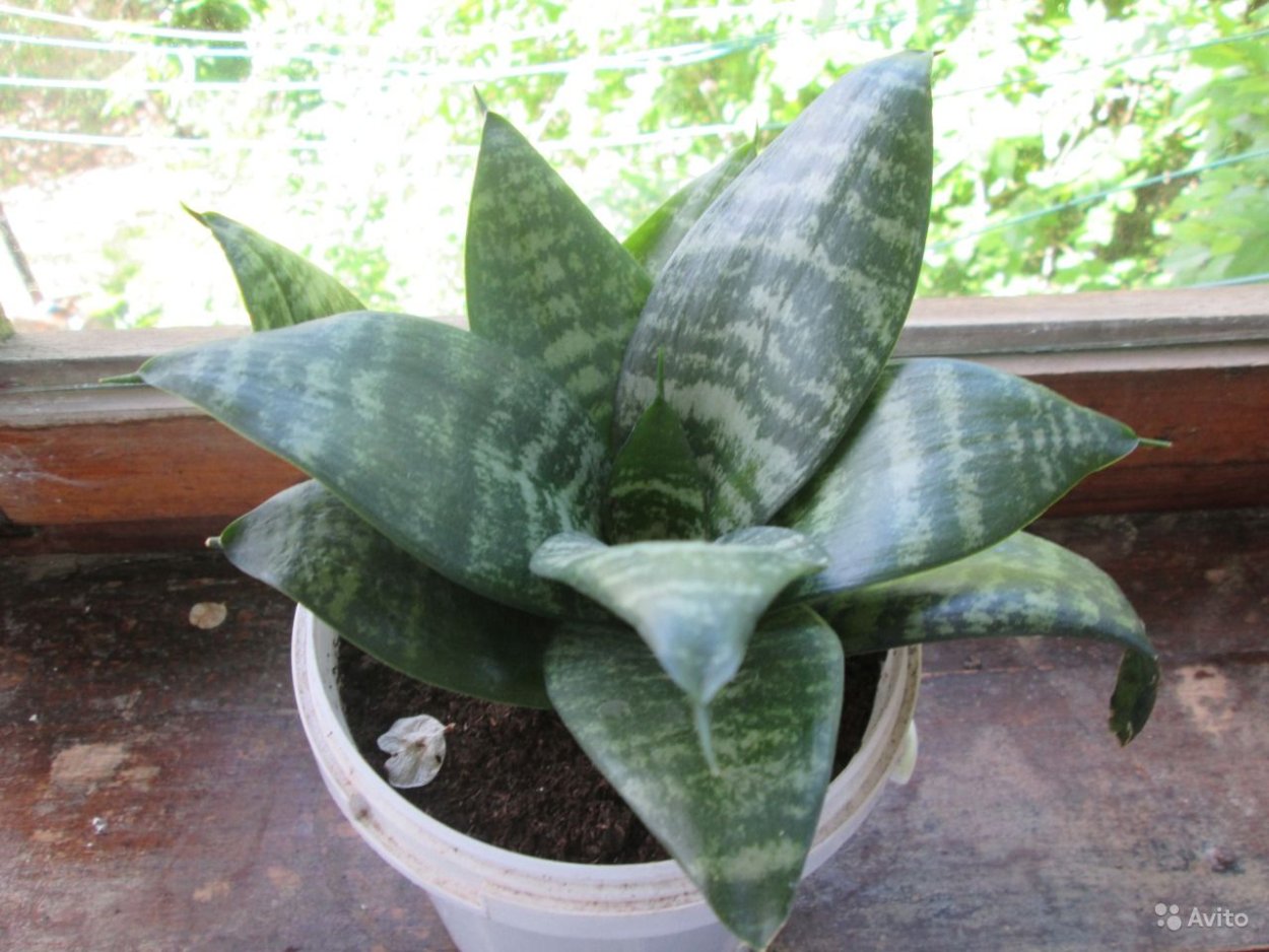 Сансевиерия цилиндрика