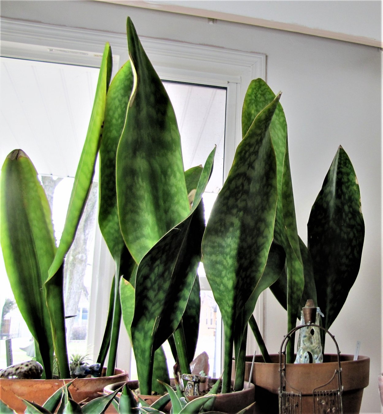 Сансевиерия Лауренти в интерьере