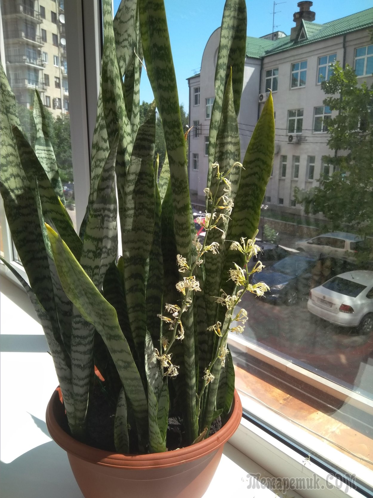 Сансевиерия trifasciata moonshine