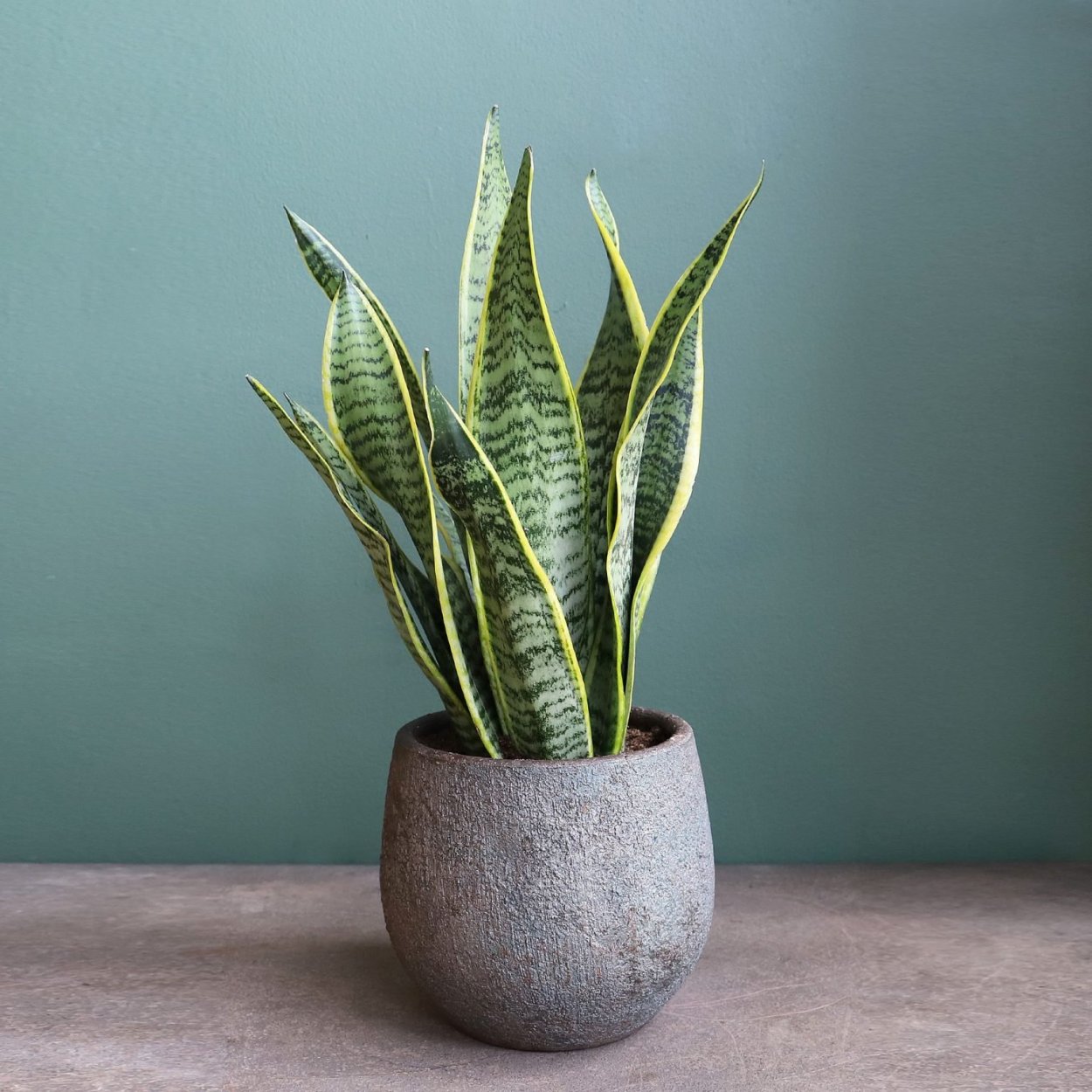 Сансивьерия «щучий хвост»