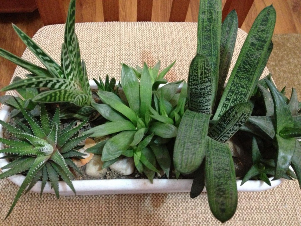 Сансевиерия Тещин язык