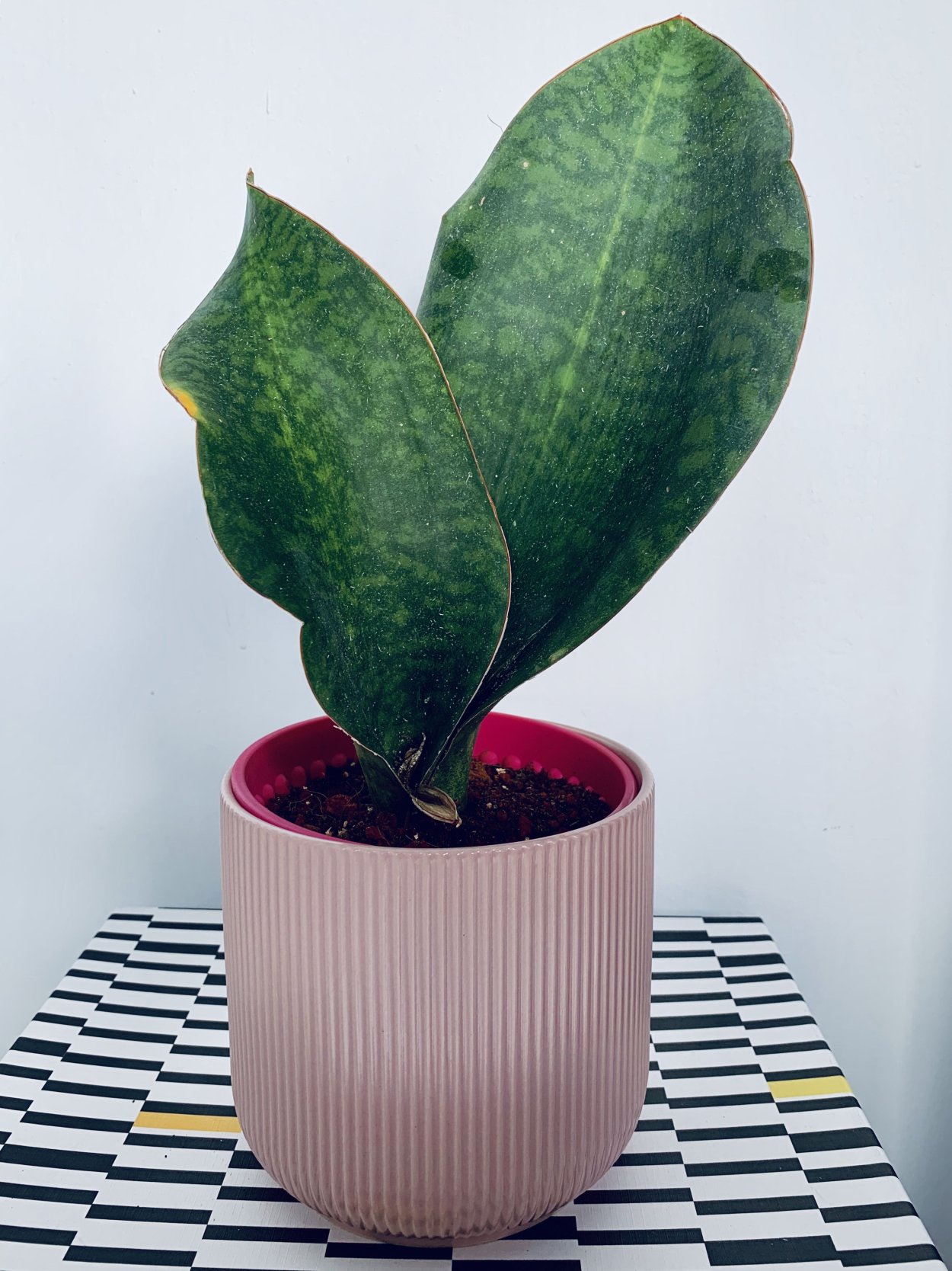 Сансевиерия Масониана Биг лиф