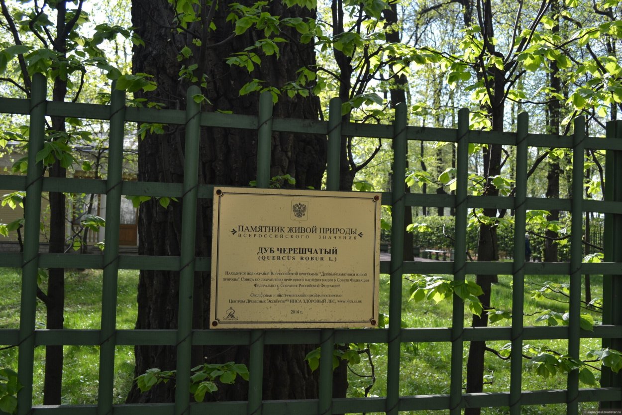Михайловский сад дуб черешчатый