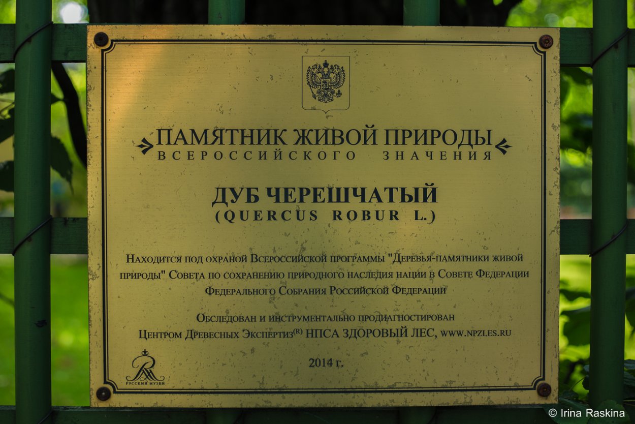 Черешчатый дуб в летнем саду