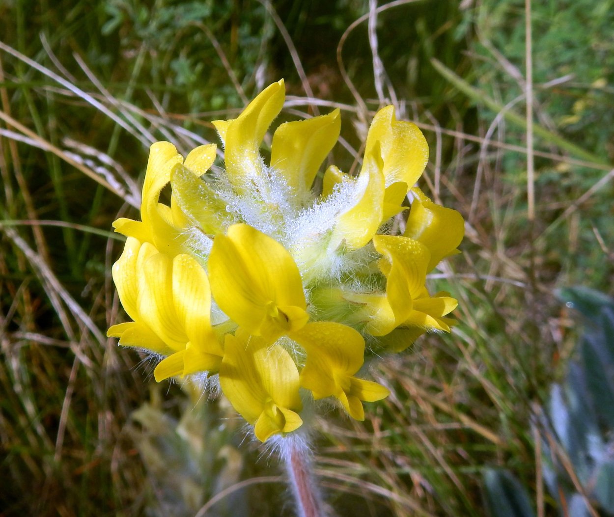 Астрал шерстисто цветковый