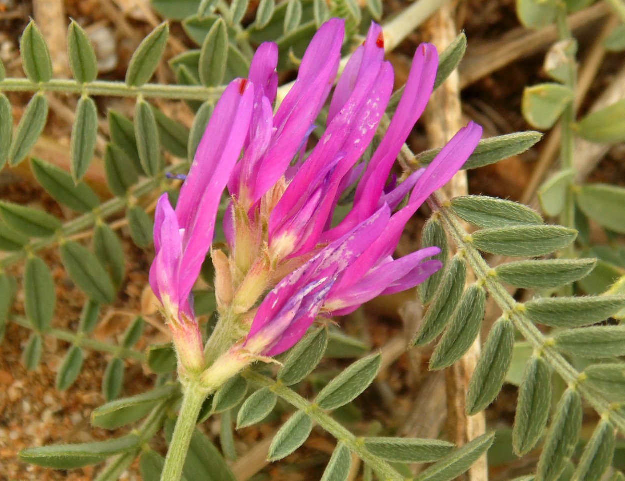 Астрагал шерстистоцветковый