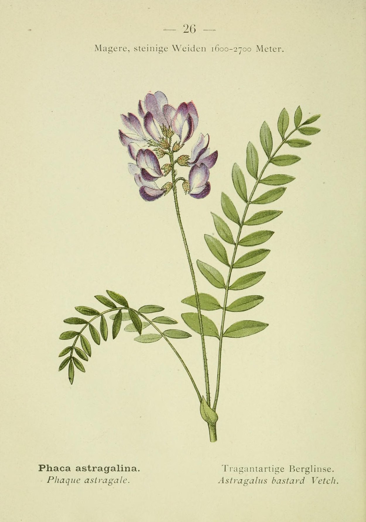 Астрагал Ботанический рисунок