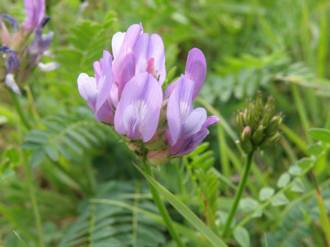 Астрагал Луговой
