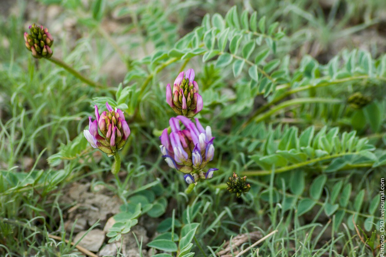 Астрагал капельный