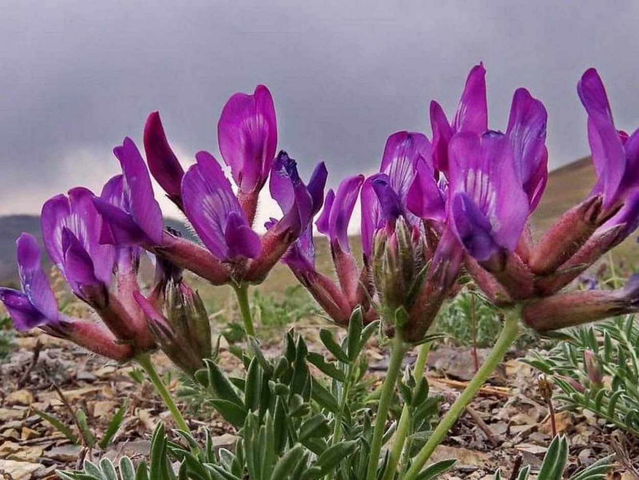 Астрагал трехграноплодный