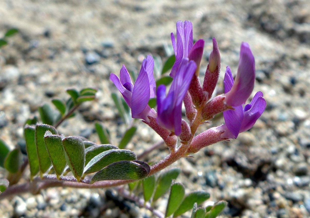Астрагал рогоплодный