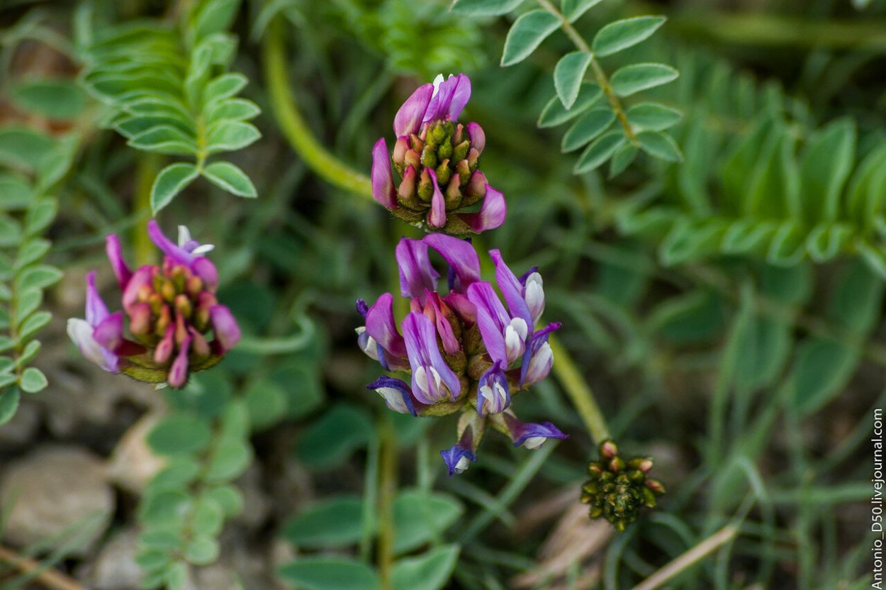 Астрагал Полярный