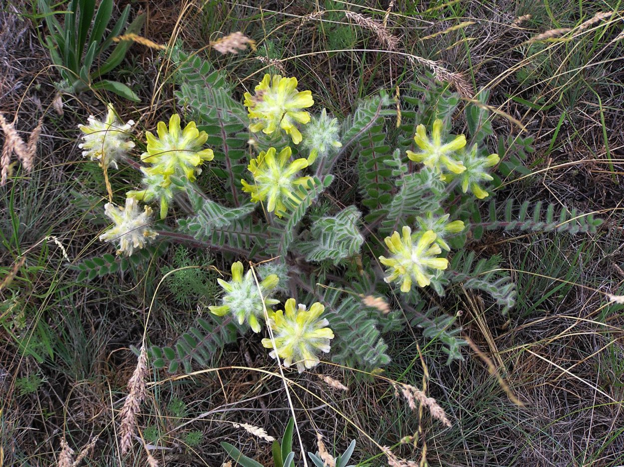 Астрагал шерститосцвтный