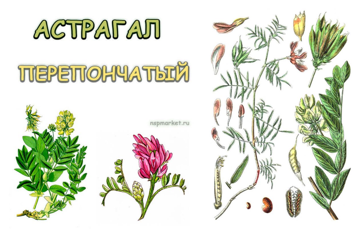 Астрагал колючий