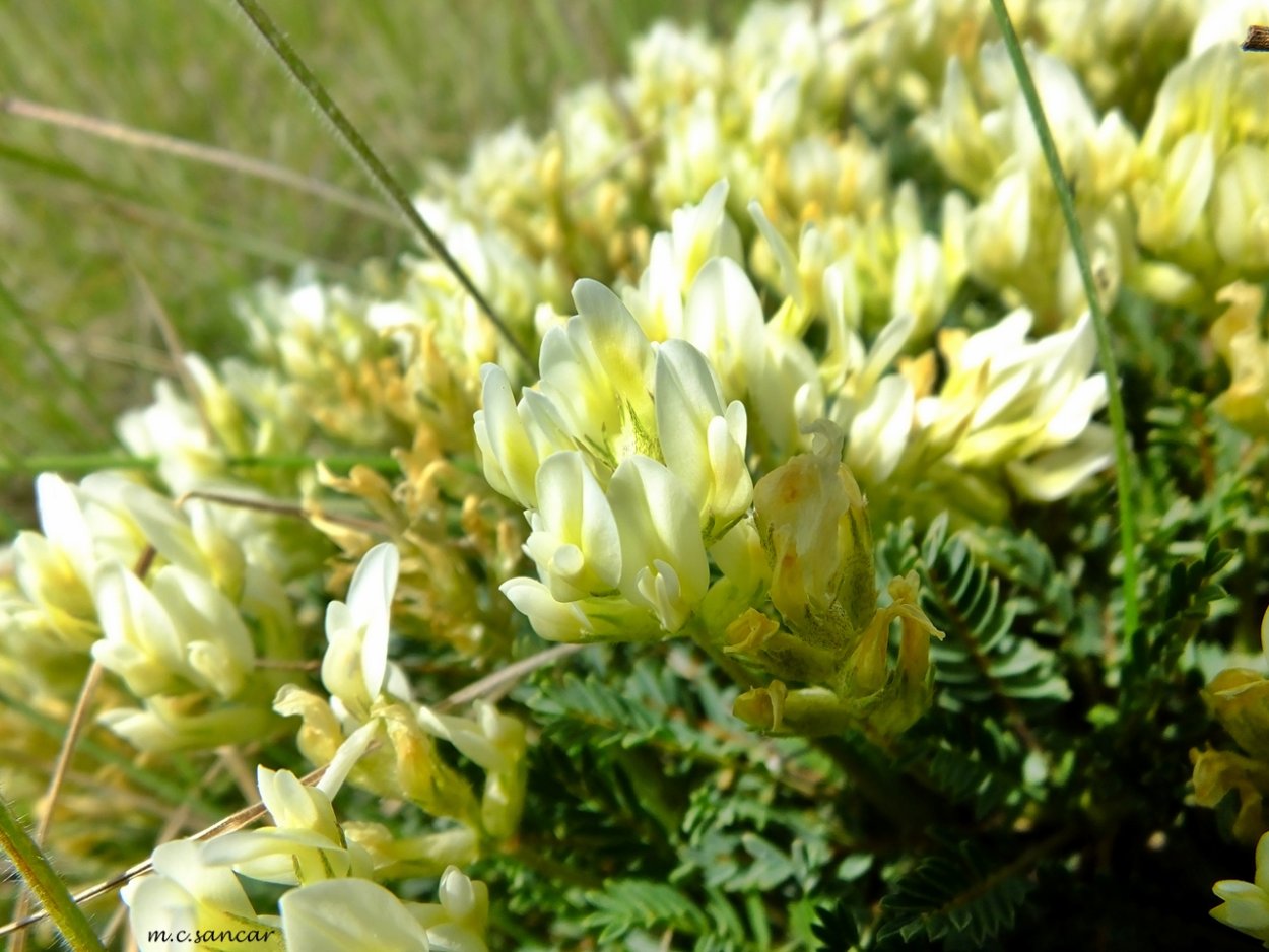 Астрал шерстисто цветковый