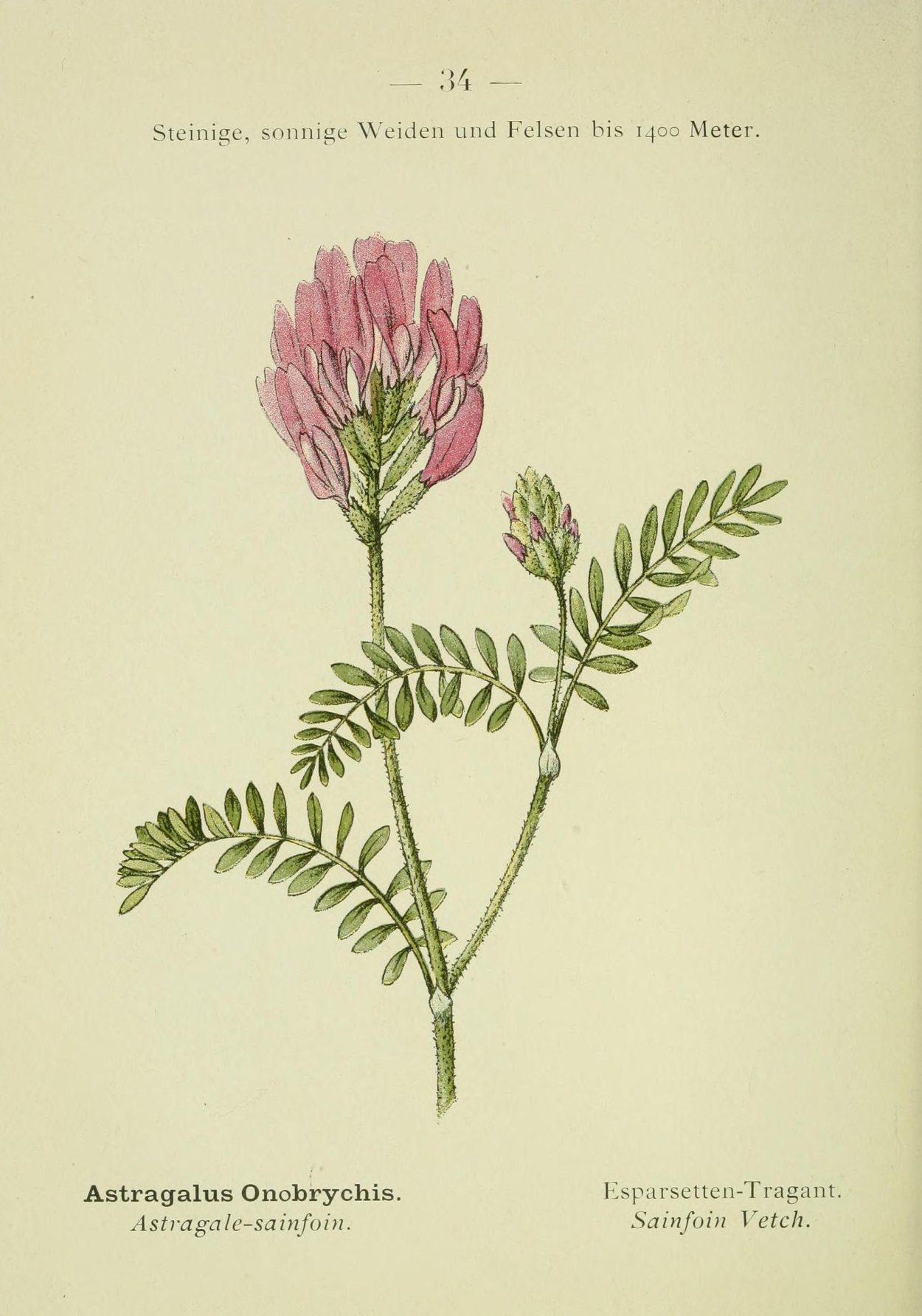 Астрагал перепончатый Ботаническая иллюстрация