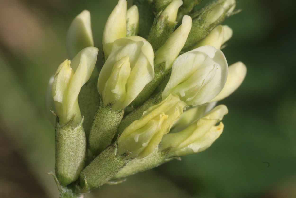 Астрагал золотистый